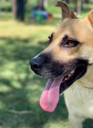 Bear, an adoptable Shepherd, Labrador Retriever in Hermantown, MN, 55811 | Photo Image 3