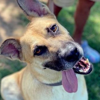 Bear, an adoptable Shepherd, Labrador Retriever in Hermantown, MN, 55811 | Photo Image 1