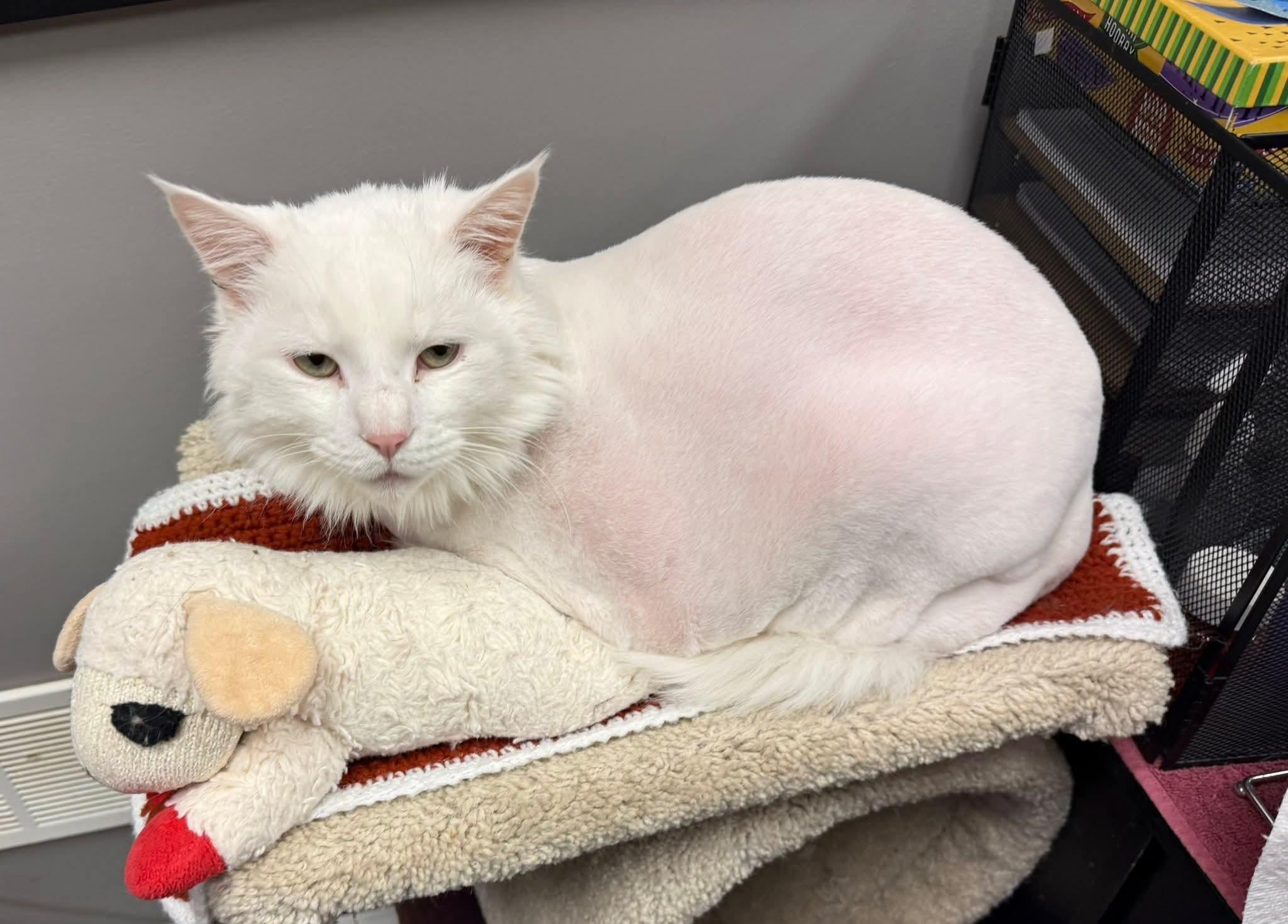 Enlarge Eddie, an adopted Domestic Long Hair in Hamburg, NY image 4/4