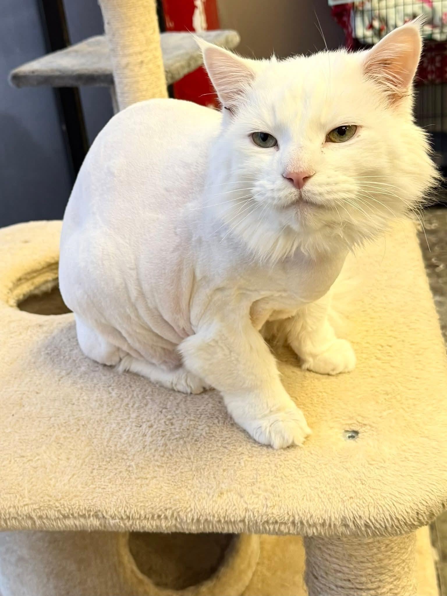 Enlarge Eddie, an adopted Domestic Long Hair in Hamburg, NY image 2/4