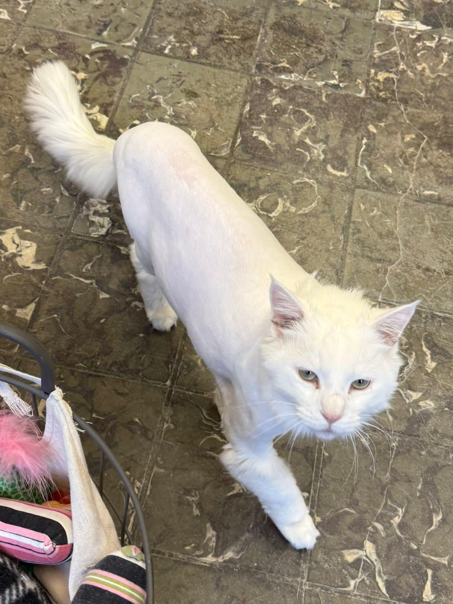 Enlarge Eddie, an adopted Domestic Long Hair in Hamburg, NY image 3/4