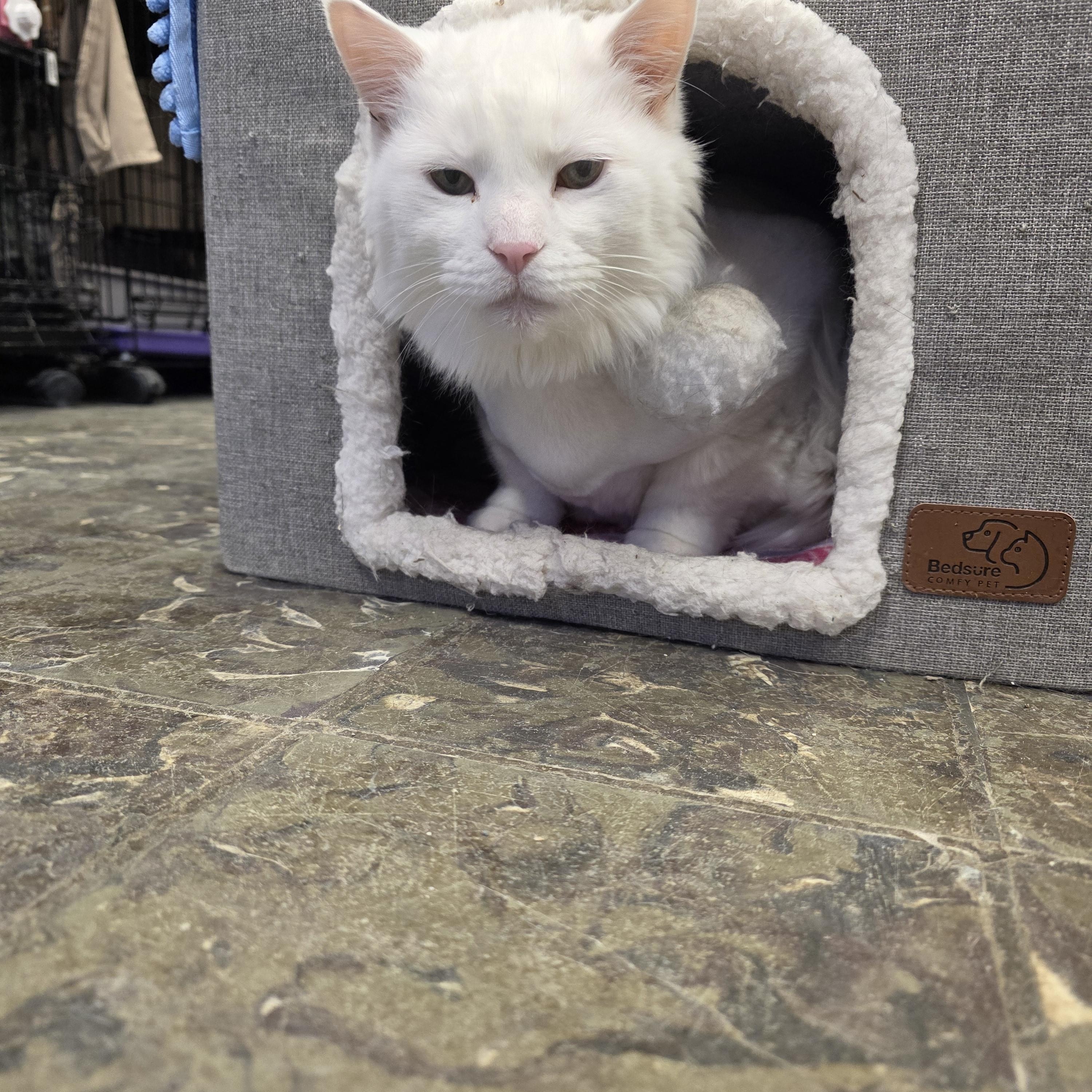 Eddie, adopted, Adult Male Domestic Long Hair.