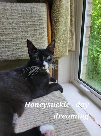 Enlarge Honeysuckle, a Adoptable Domestic Short Hair in Champaign, IL image 6/6