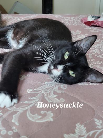 Honeysuckle, Adoptable, Young Female Domestic Short Hair.