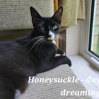 Enlarge Honeysuckle, a Adoptable Domestic Short Hair in Champaign, IL image 3/6