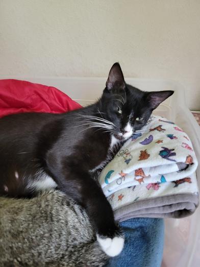 Enlarge Honeysuckle, a Adoptable Domestic Short Hair in Champaign, IL image 2/6