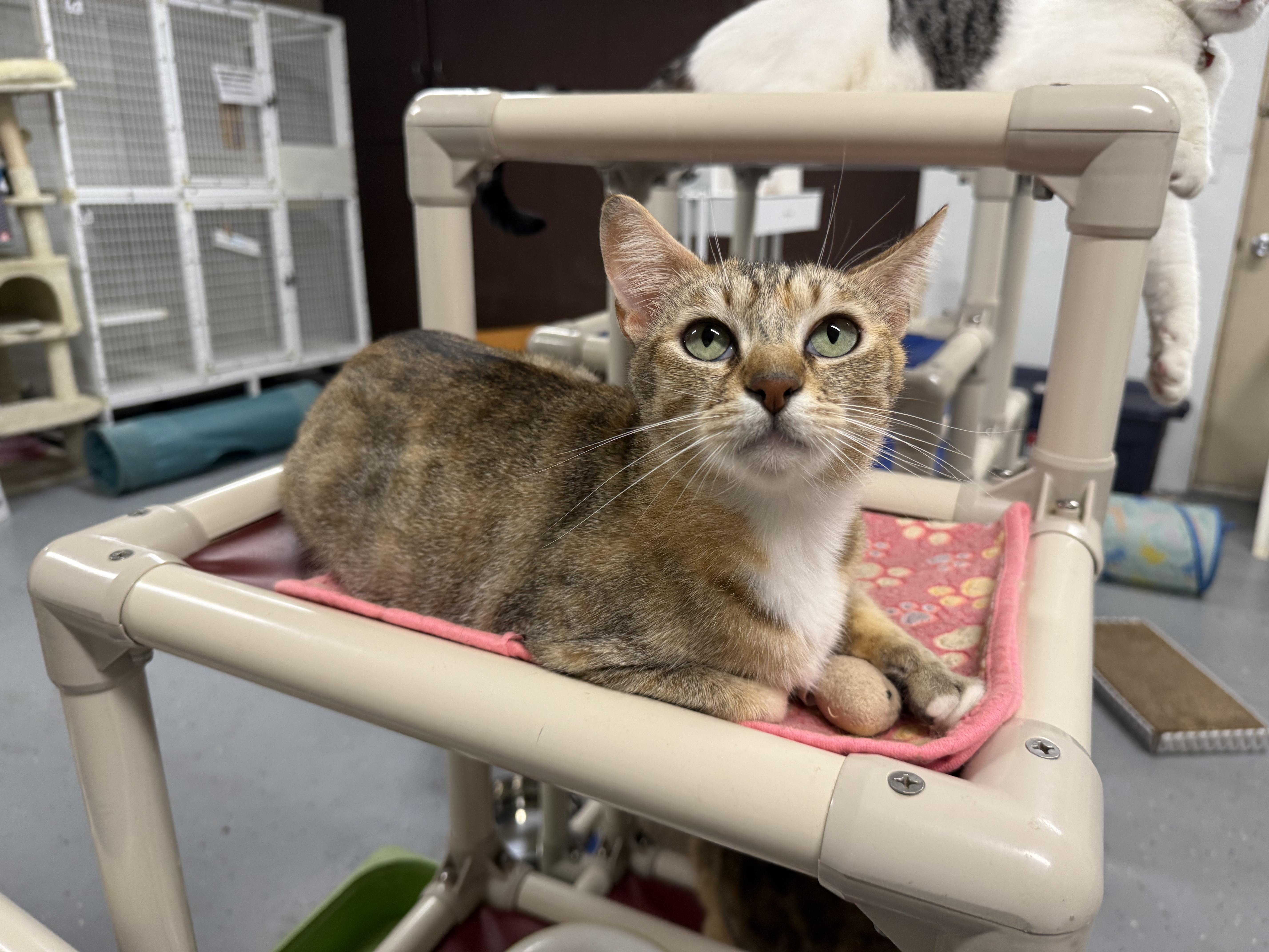 Fergie, an adopted Domestic Short Hair in San Luis Obispo, CA image 2/6