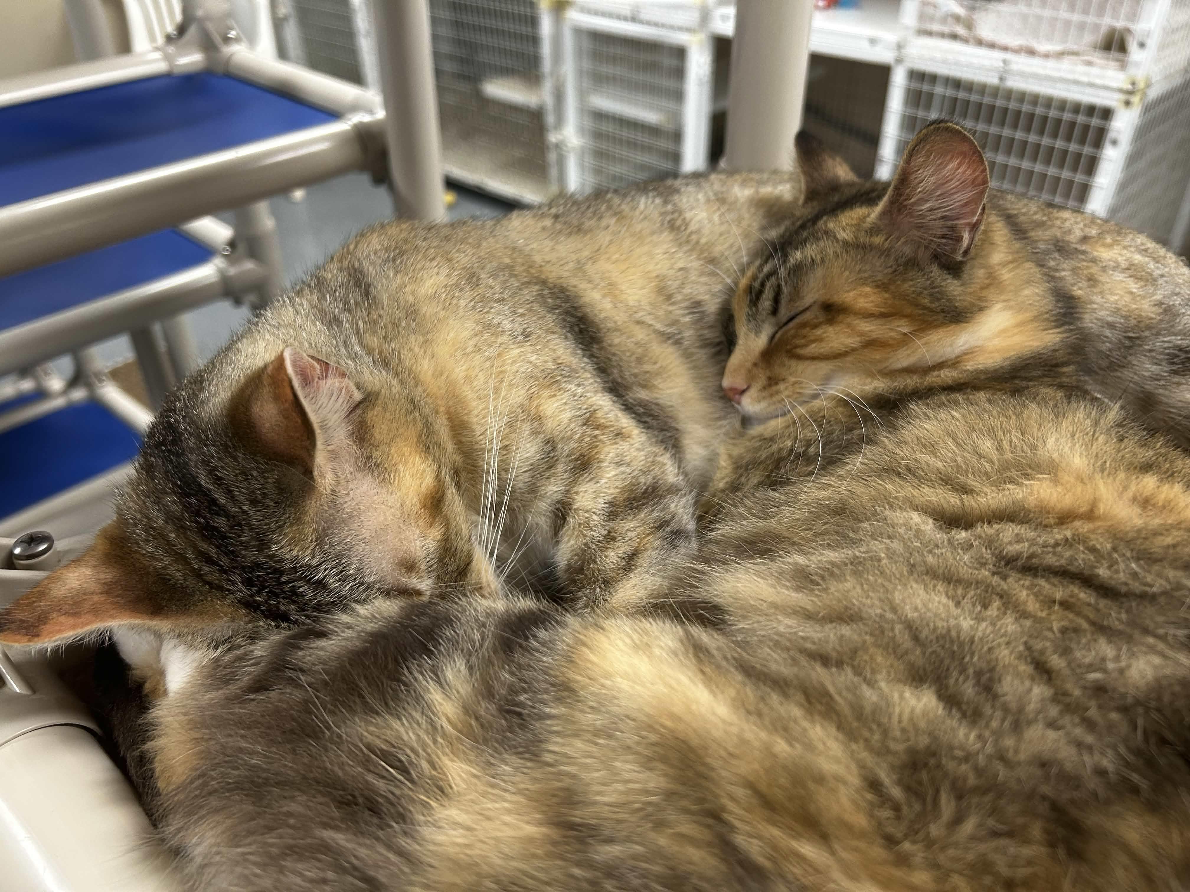 Fergie, an adopted Domestic Short Hair in San Luis Obispo, CA image 3/6