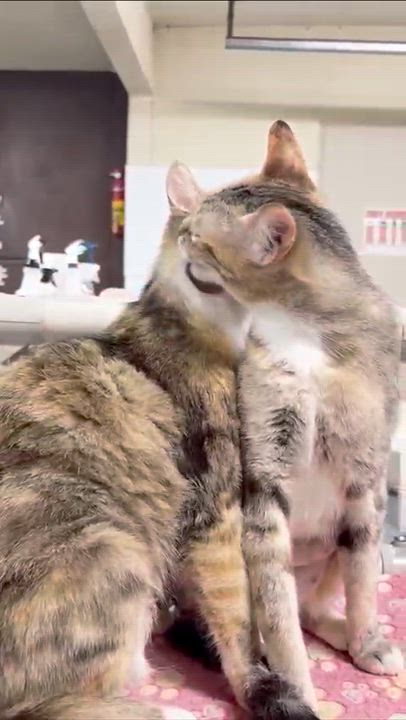 Enlarge Fergie, an adopted Domestic Short Hair in San Luis Obispo, CA video 6/6