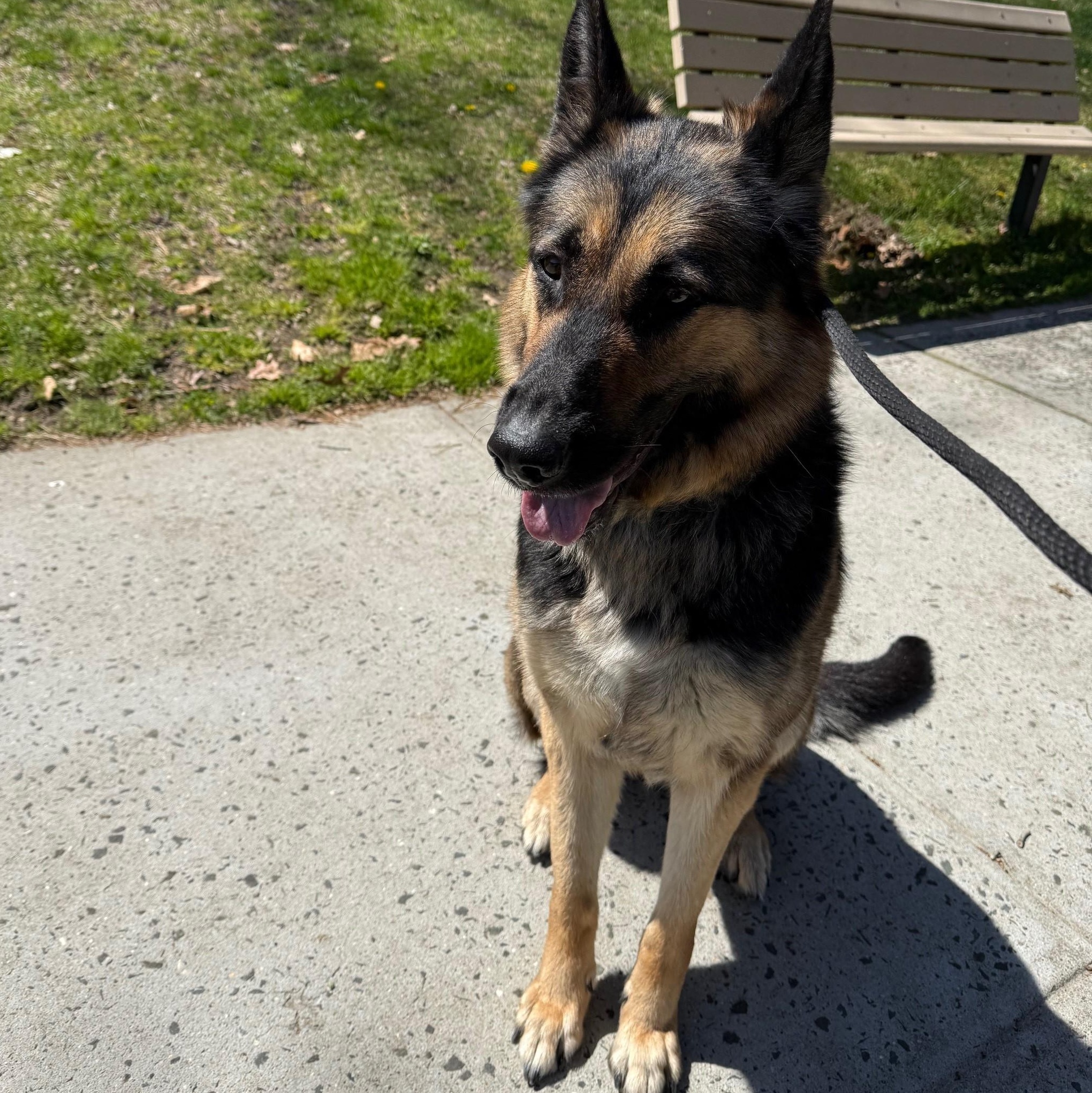 Ruby, ADOPTABLE, Young Female German Shepherd Dog.