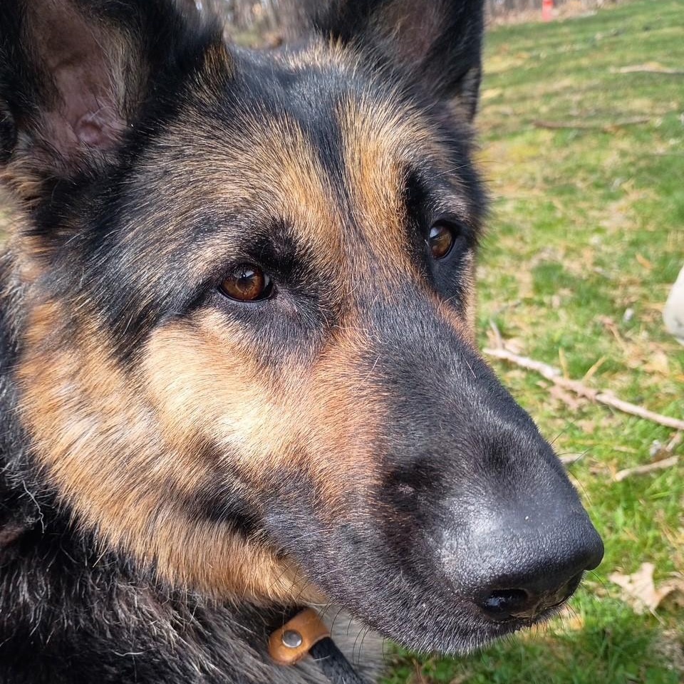 Ruby, a ADOPTABLE German Shepherd Dog in Brookhaven, NY image 2/3