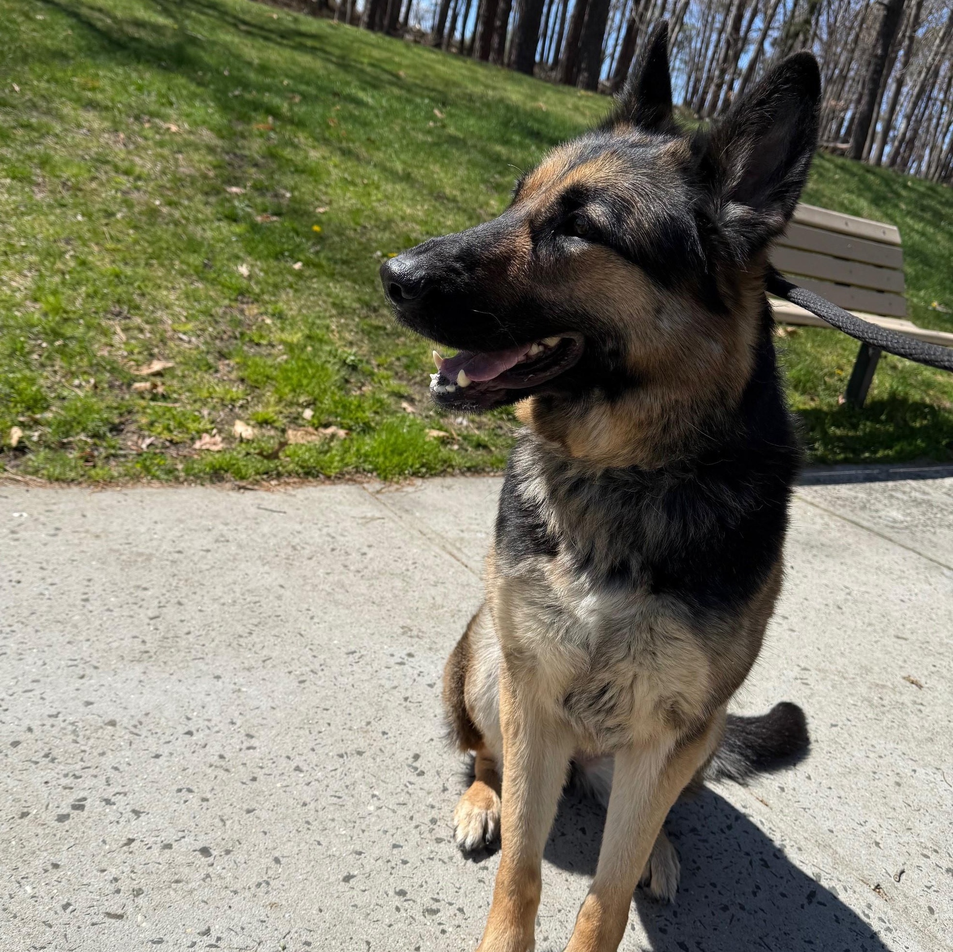 Ruby, a ADOPTABLE German Shepherd Dog in Brookhaven, NY image 3/3