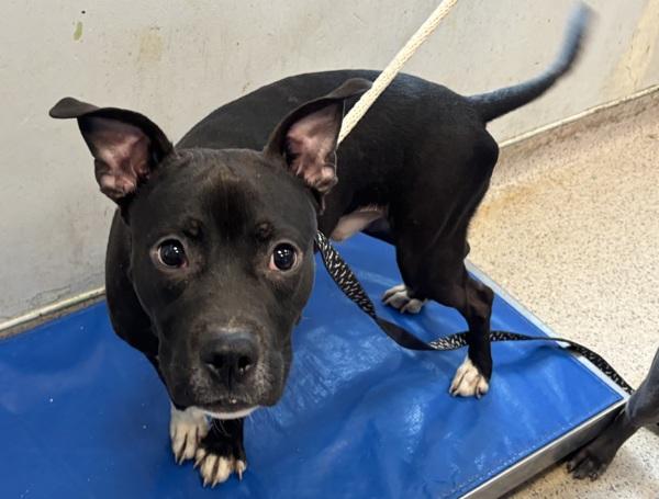 Sir Moose — thumbnail 2