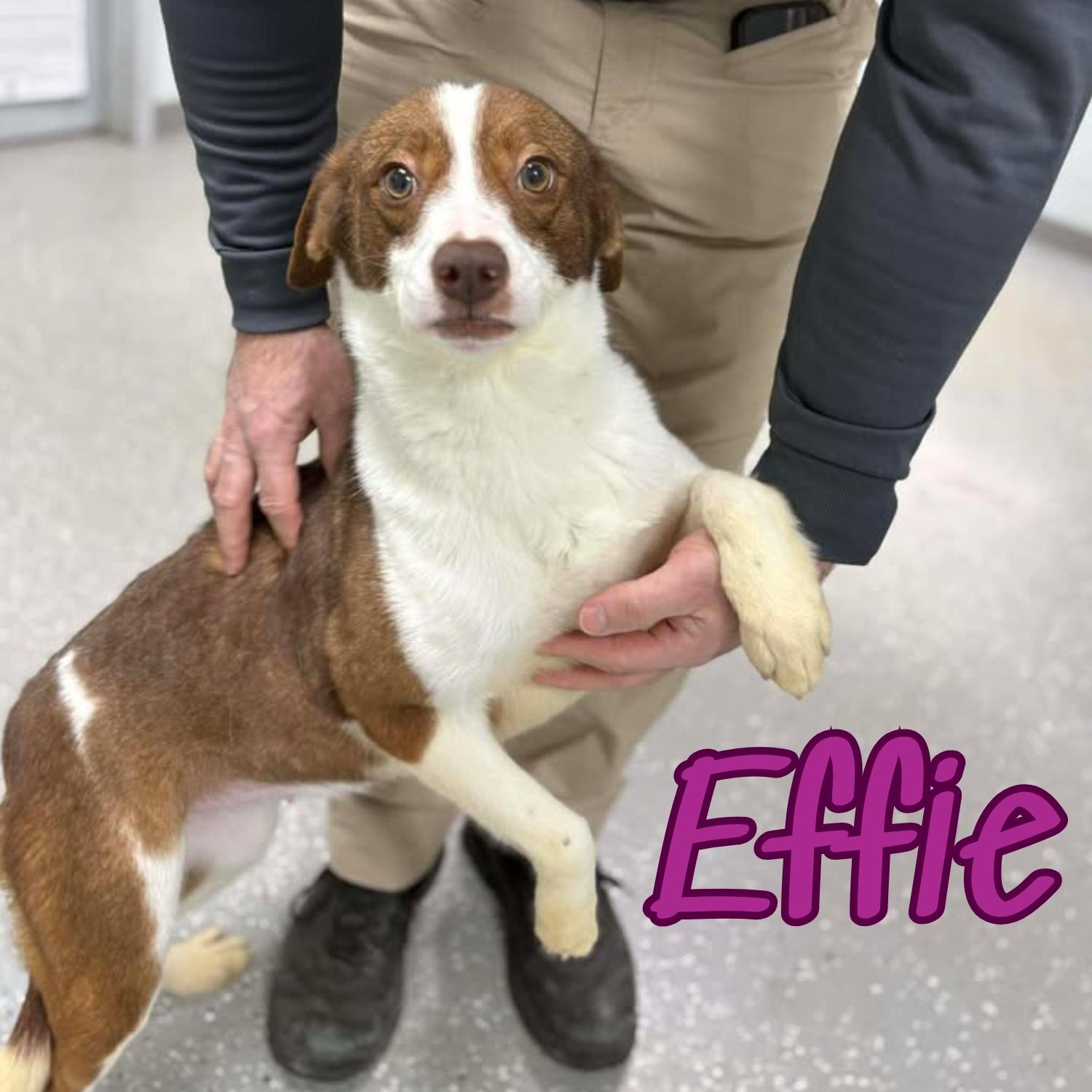 Effie, ADOPTABLE, Puppy Female Border Collie.
