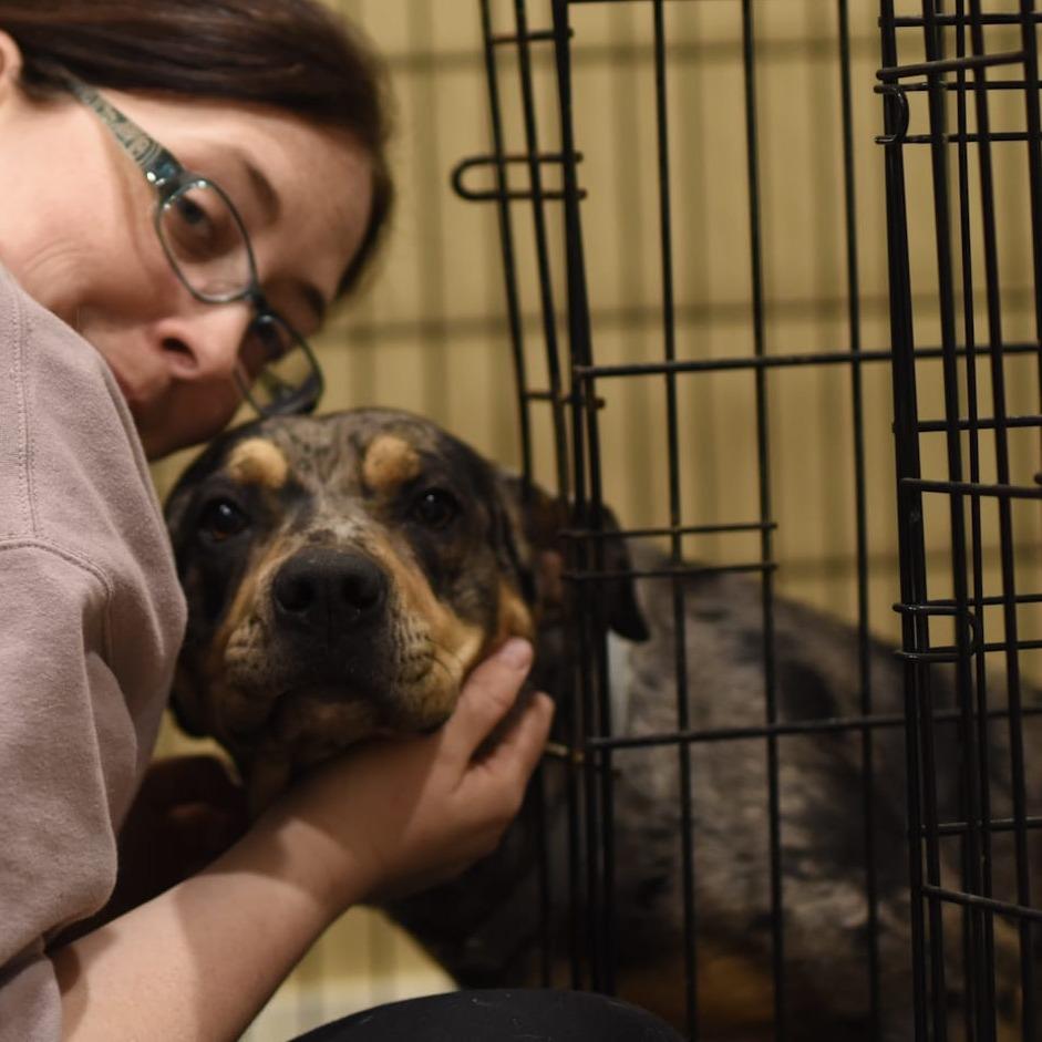 Yvonne (vonnie), Adoptable, Young Female Catahoula Leopard Dog.