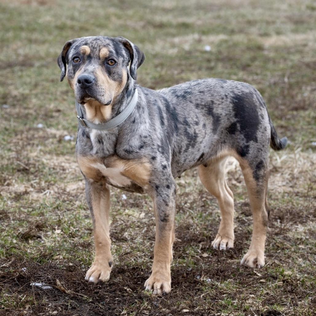 Enlarge Yvonne (vonnie), a Adoptable Catahoula Leopard Dog in Tipton, IN image 2/4