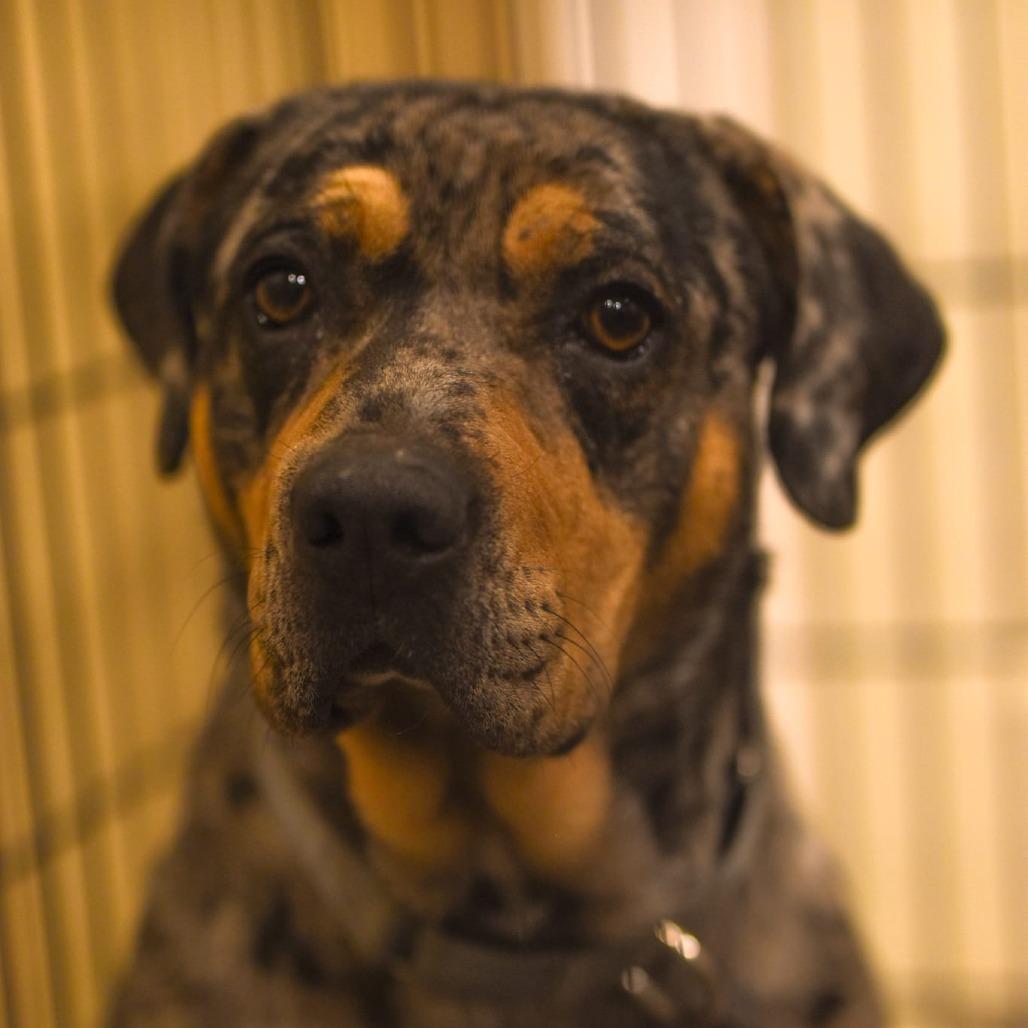 Enlarge Yvonne (vonnie), a Adoptable Catahoula Leopard Dog in Tipton, IN image 3/4