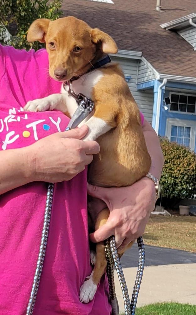 Smokey aka Scout, a Adoptable mixed breed in Union Grove, WI image 1/2