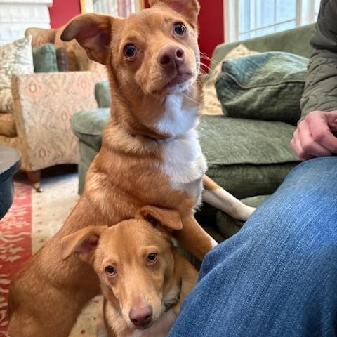 Smokey aka Scout, a Adoptable mixed breed in Union Grove, WI image 1/4