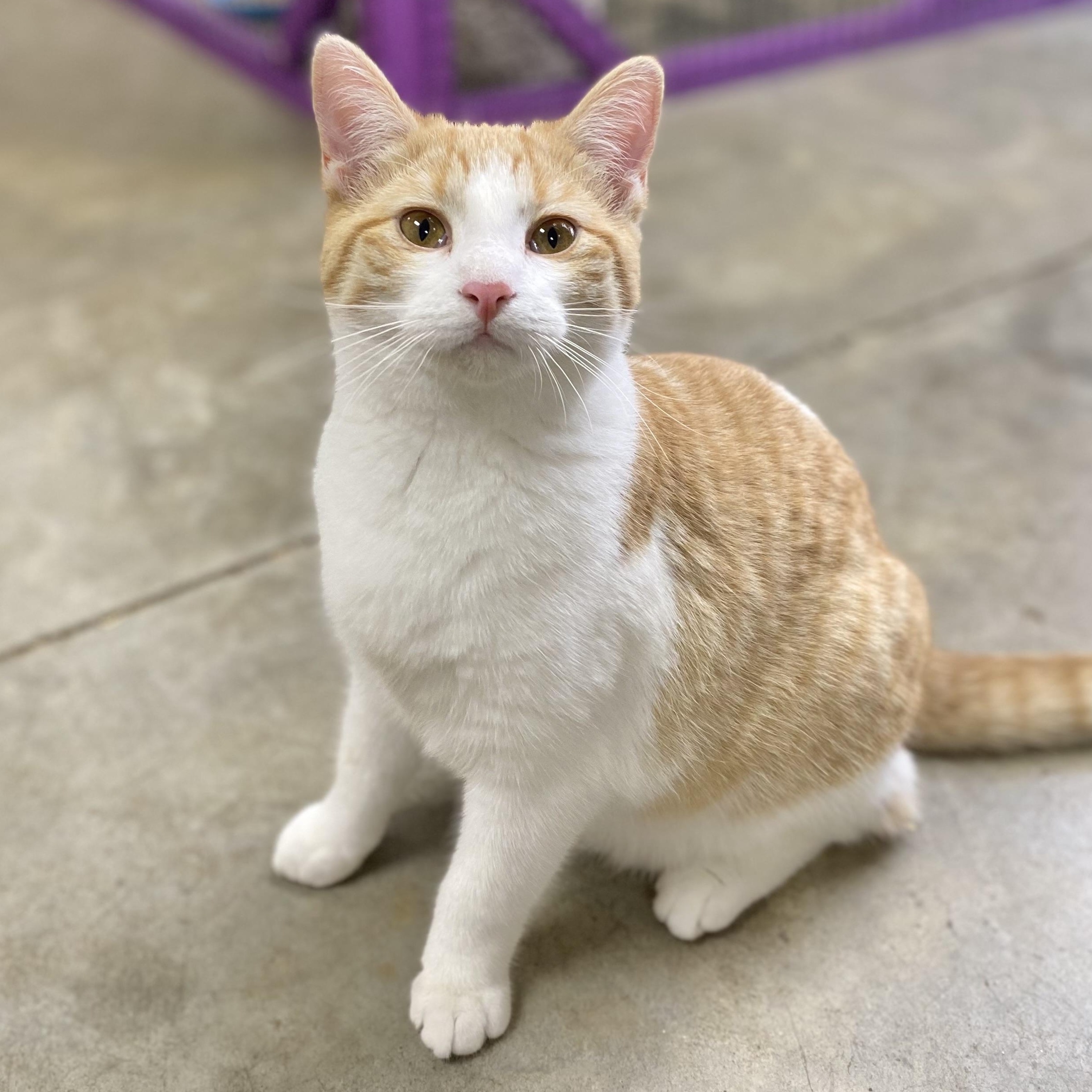 Enlarge Jiffy, an adopted Domestic Short Hair in Collierville, TN image 1/5