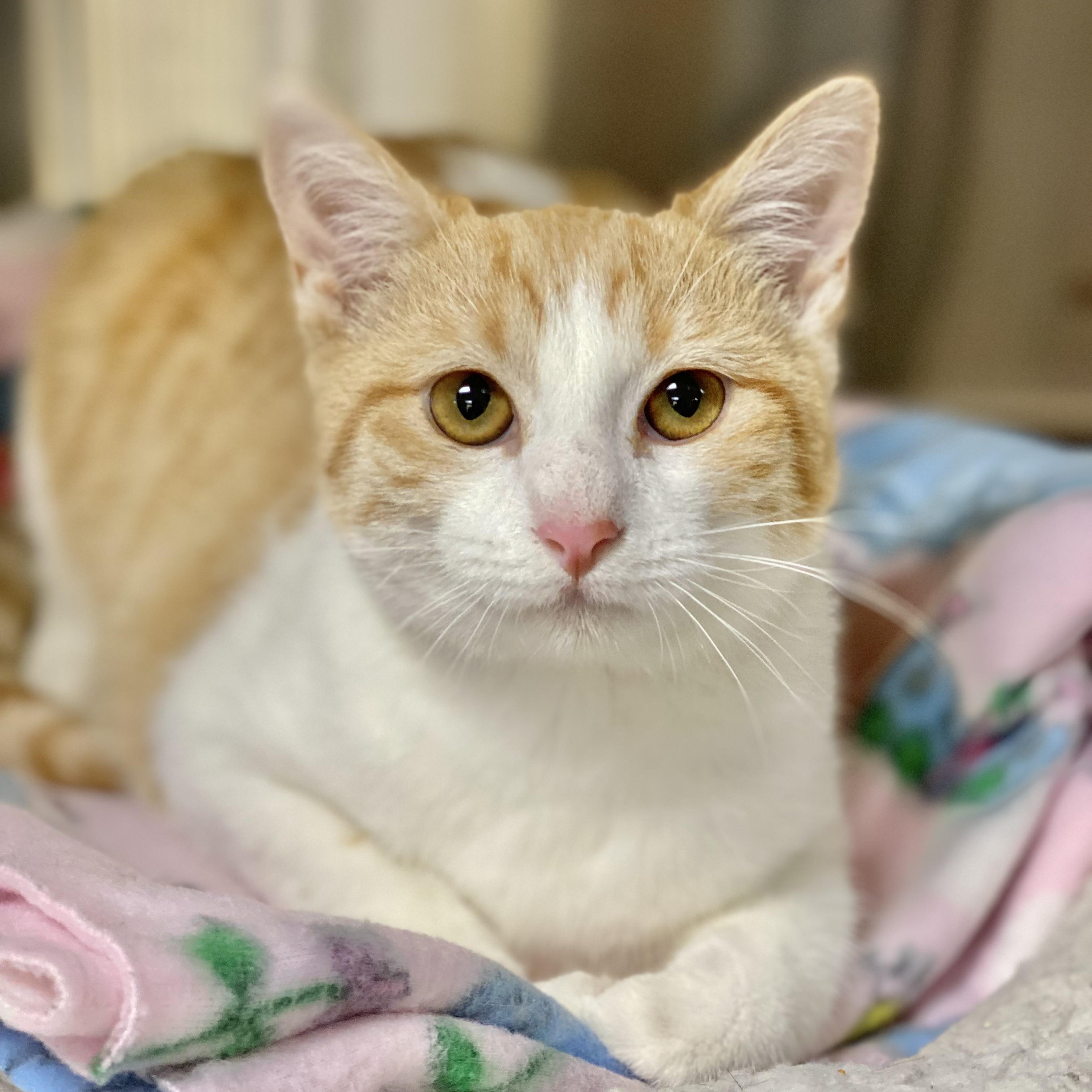 Jiffy, Adoptable, Kitten Female Domestic Short Hair.