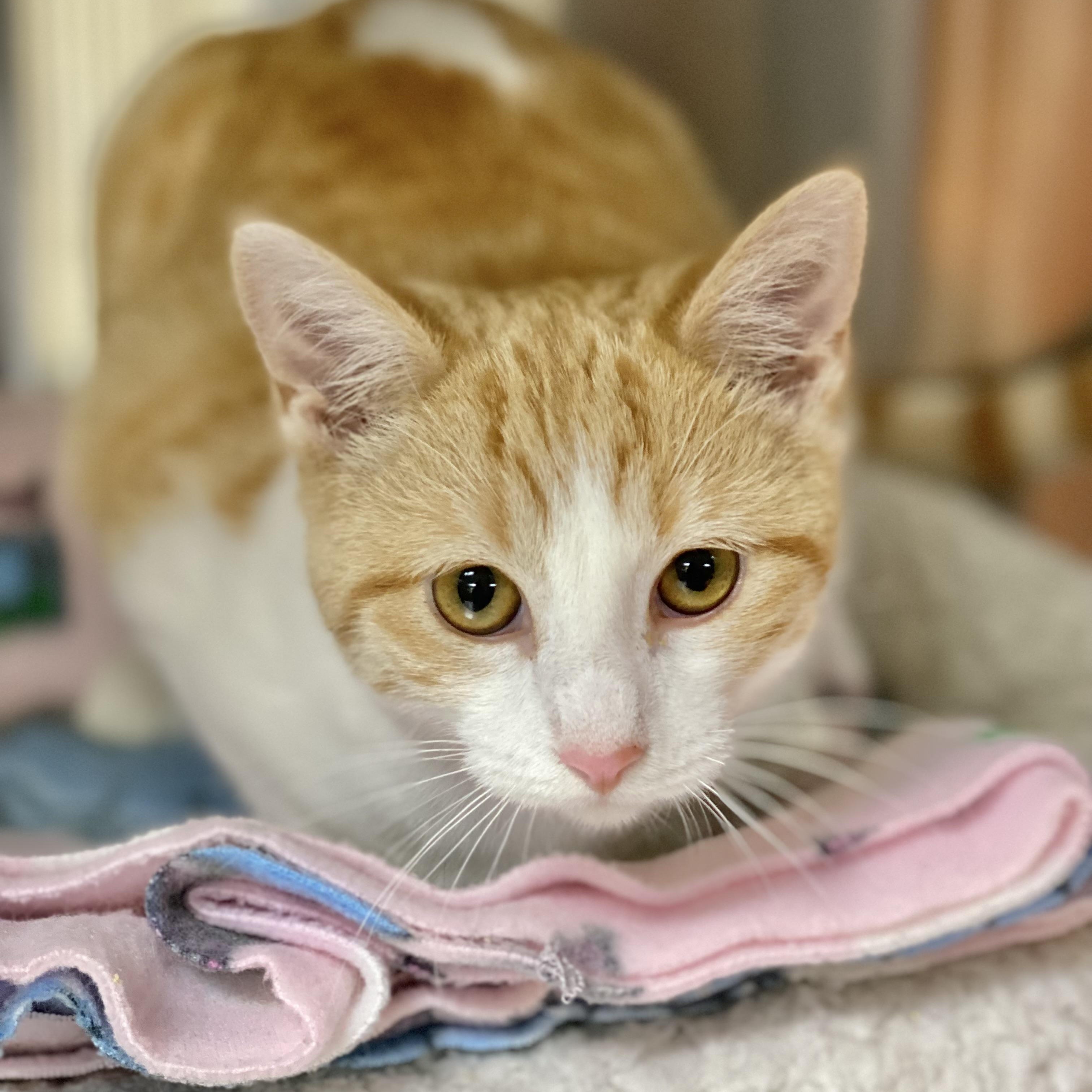 Jiffy, a Adoptable Domestic Short Hair image 3/5