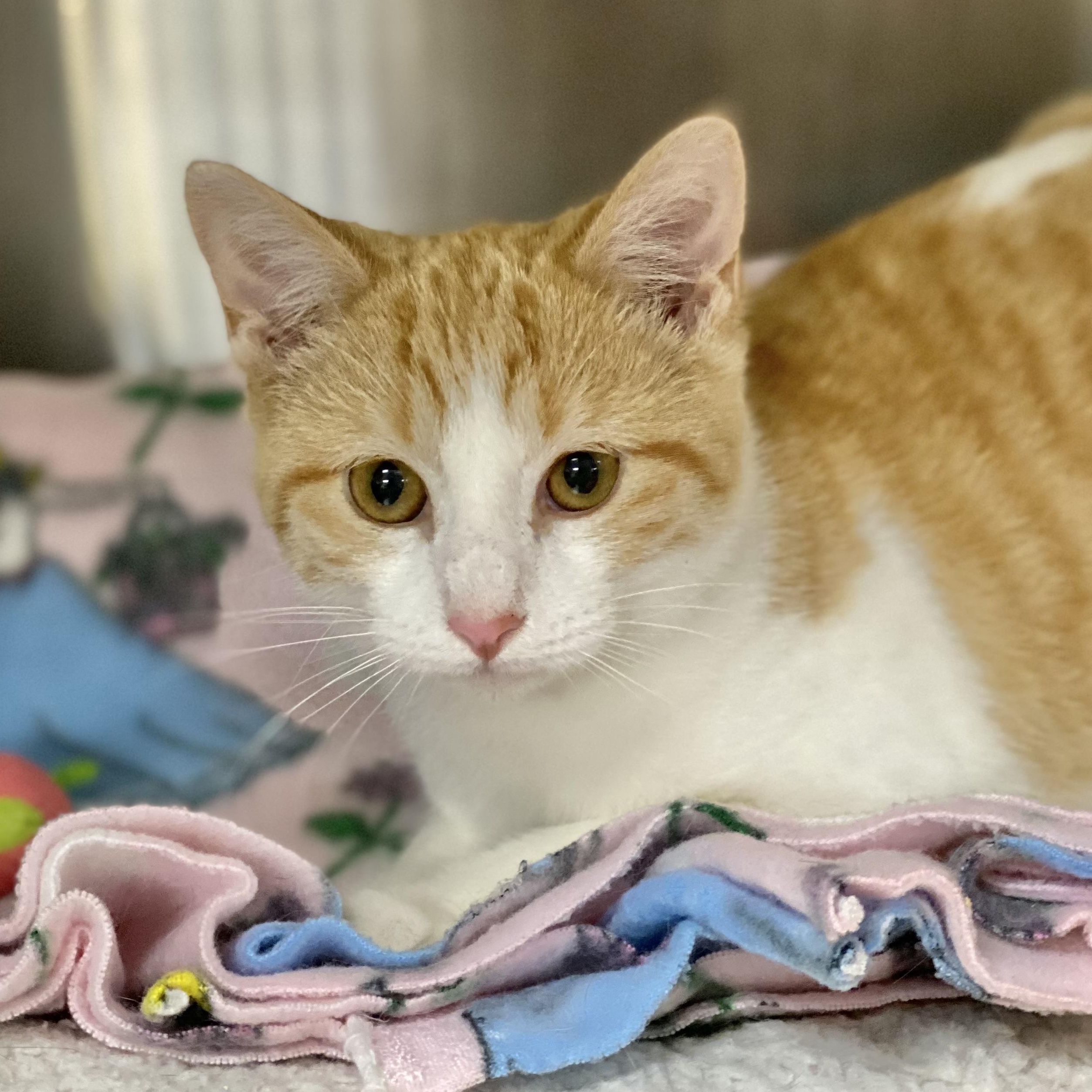 Jiffy, a Adoptable Domestic Short Hair image 2/5