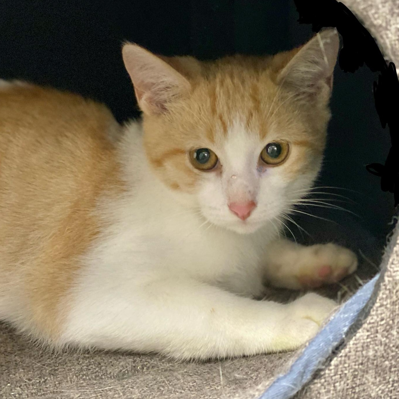 Jiffy, a Adoptable Domestic Short Hair image 5/5