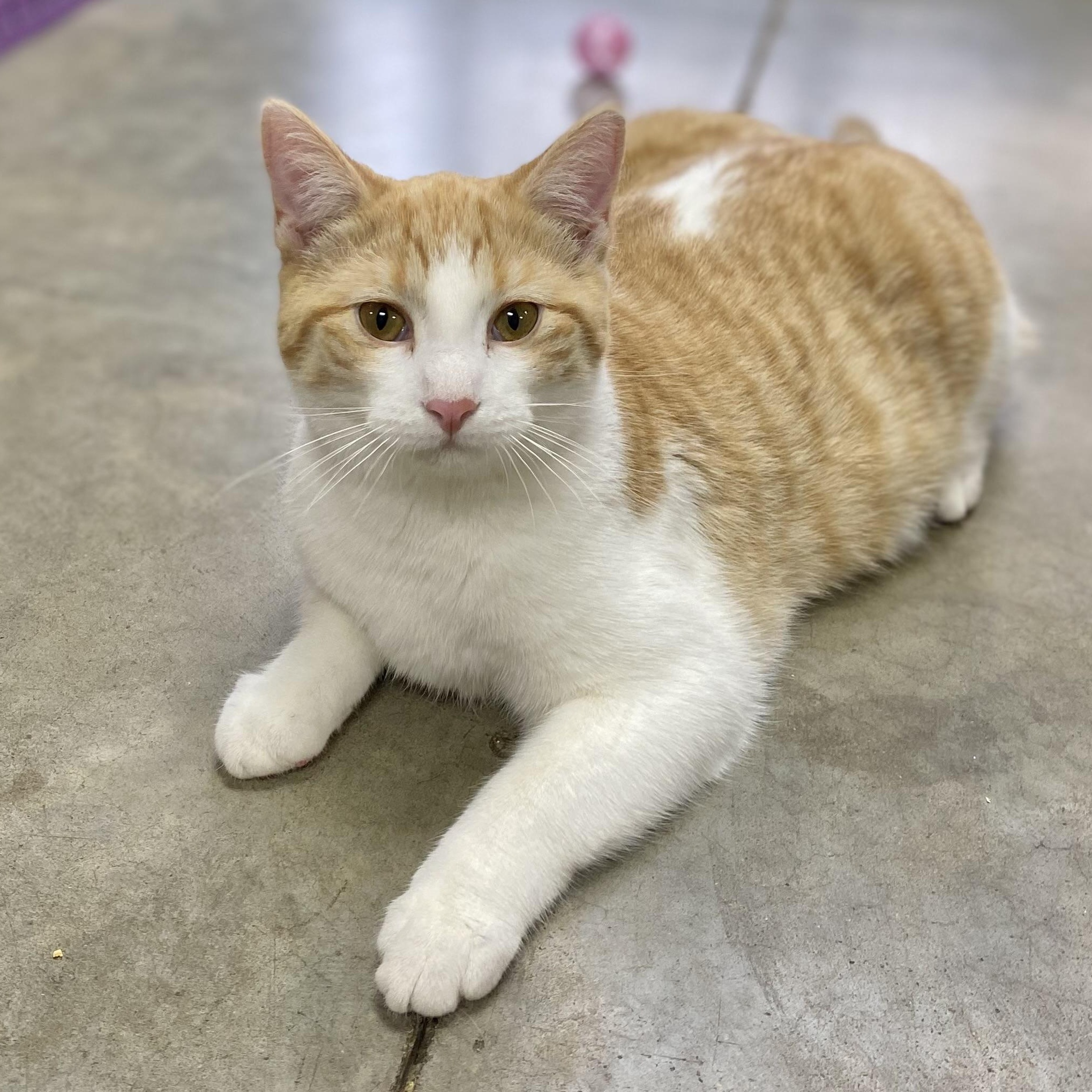 Enlarge Jiffy, an adopted Domestic Short Hair in Collierville, TN image 3/5