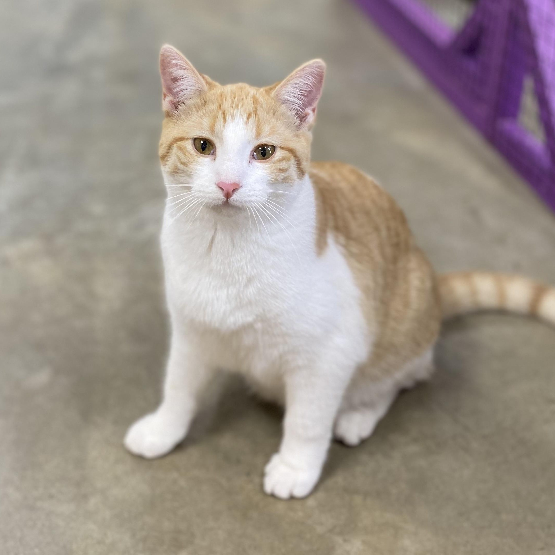 Enlarge Jiffy, an adopted Domestic Short Hair in Collierville, TN image 4/5