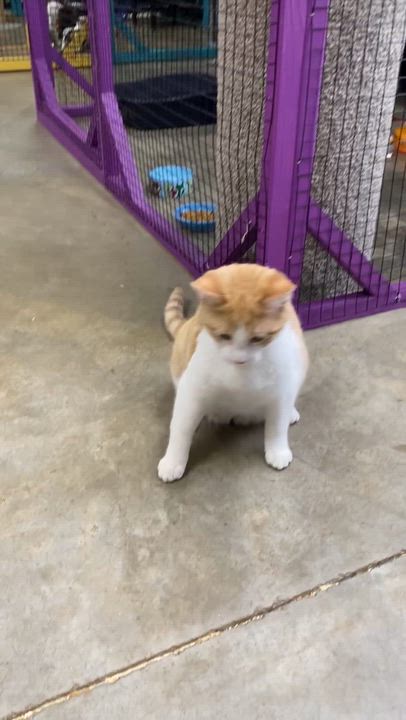 Enlarge Jiffy, an adopted Domestic Short Hair in Collierville, TN video 5/5