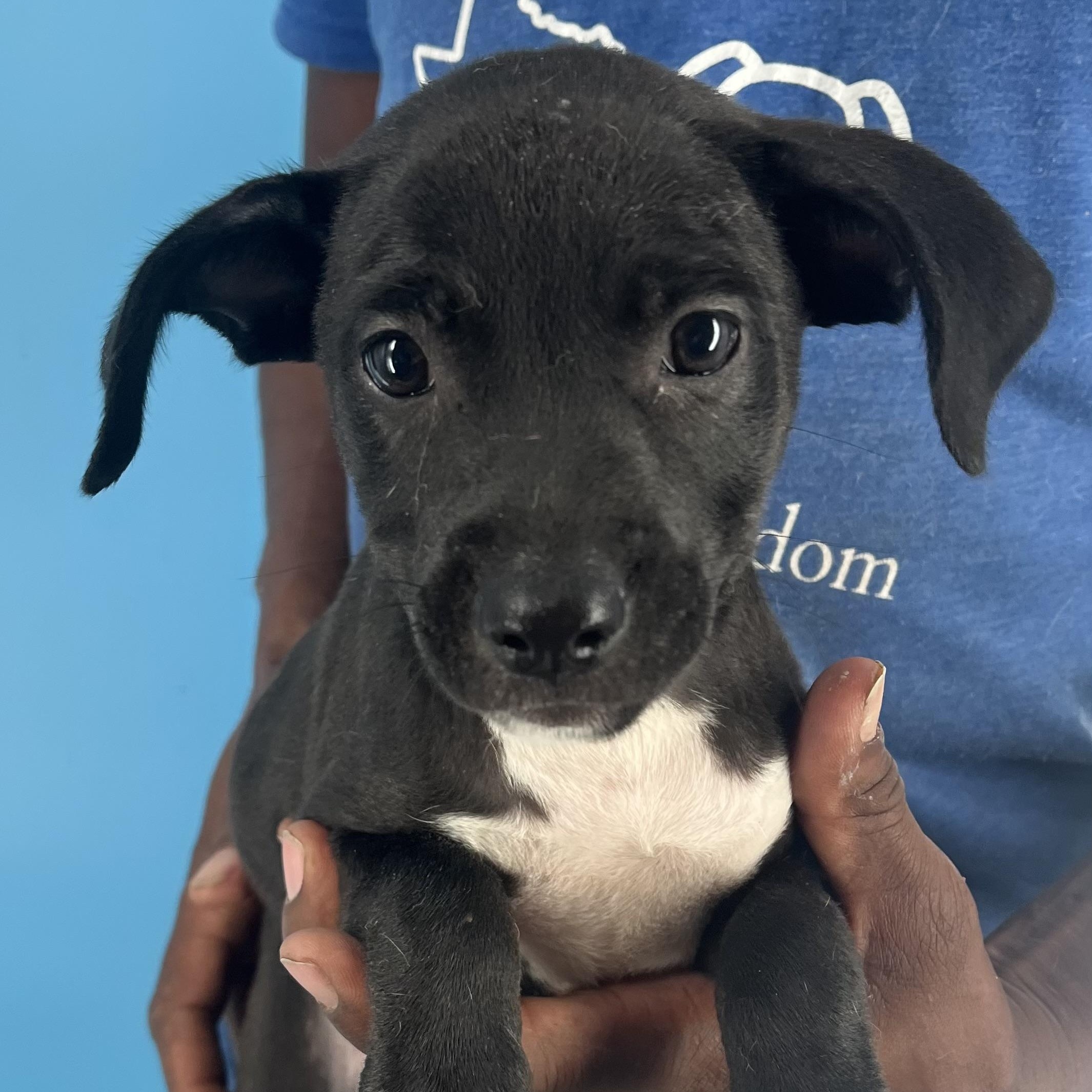 Fina - Local Sept 26-28