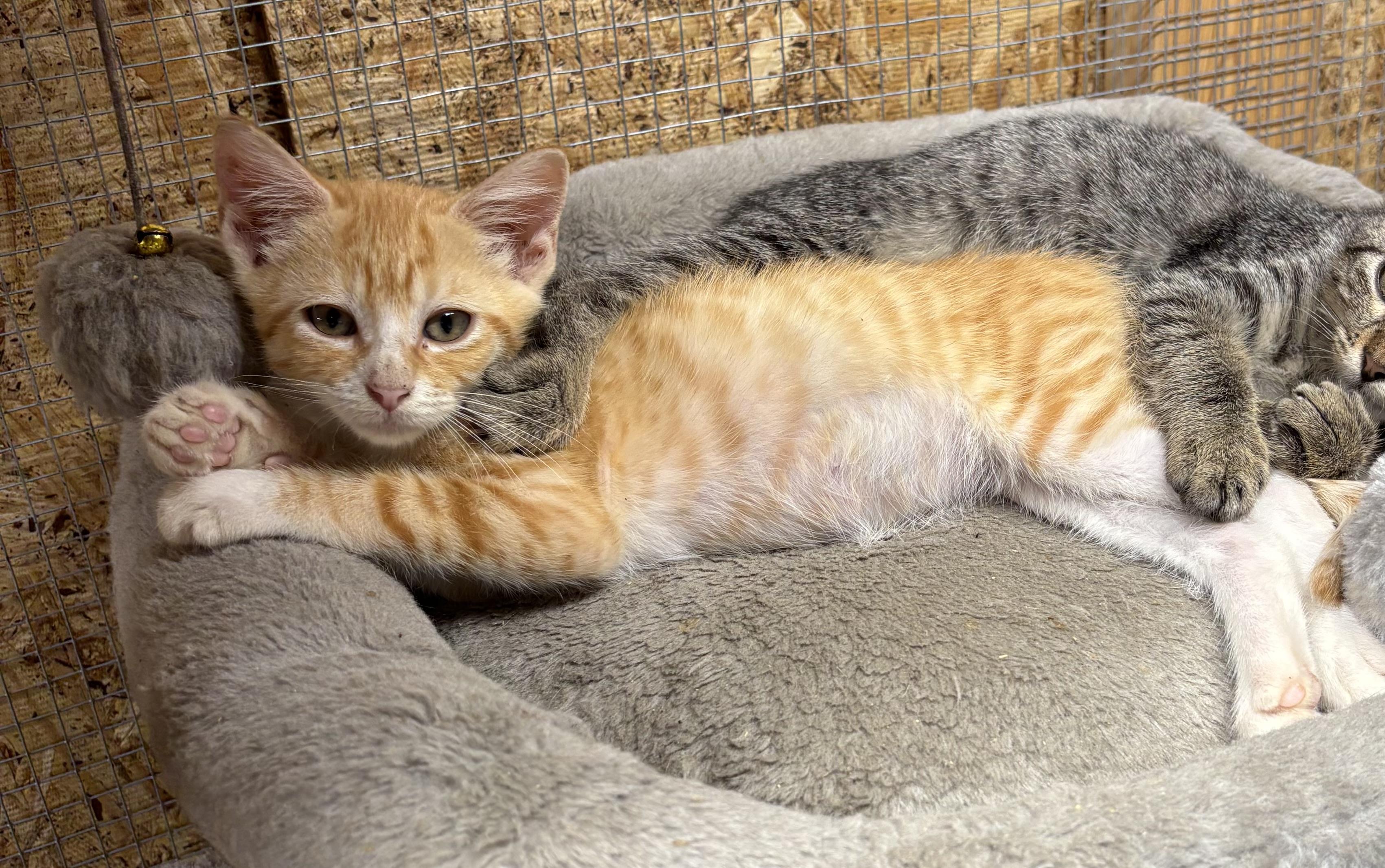 Enlarge Dorito, a Adoptable American Shorthair in HARTFORD, AL image 1/1