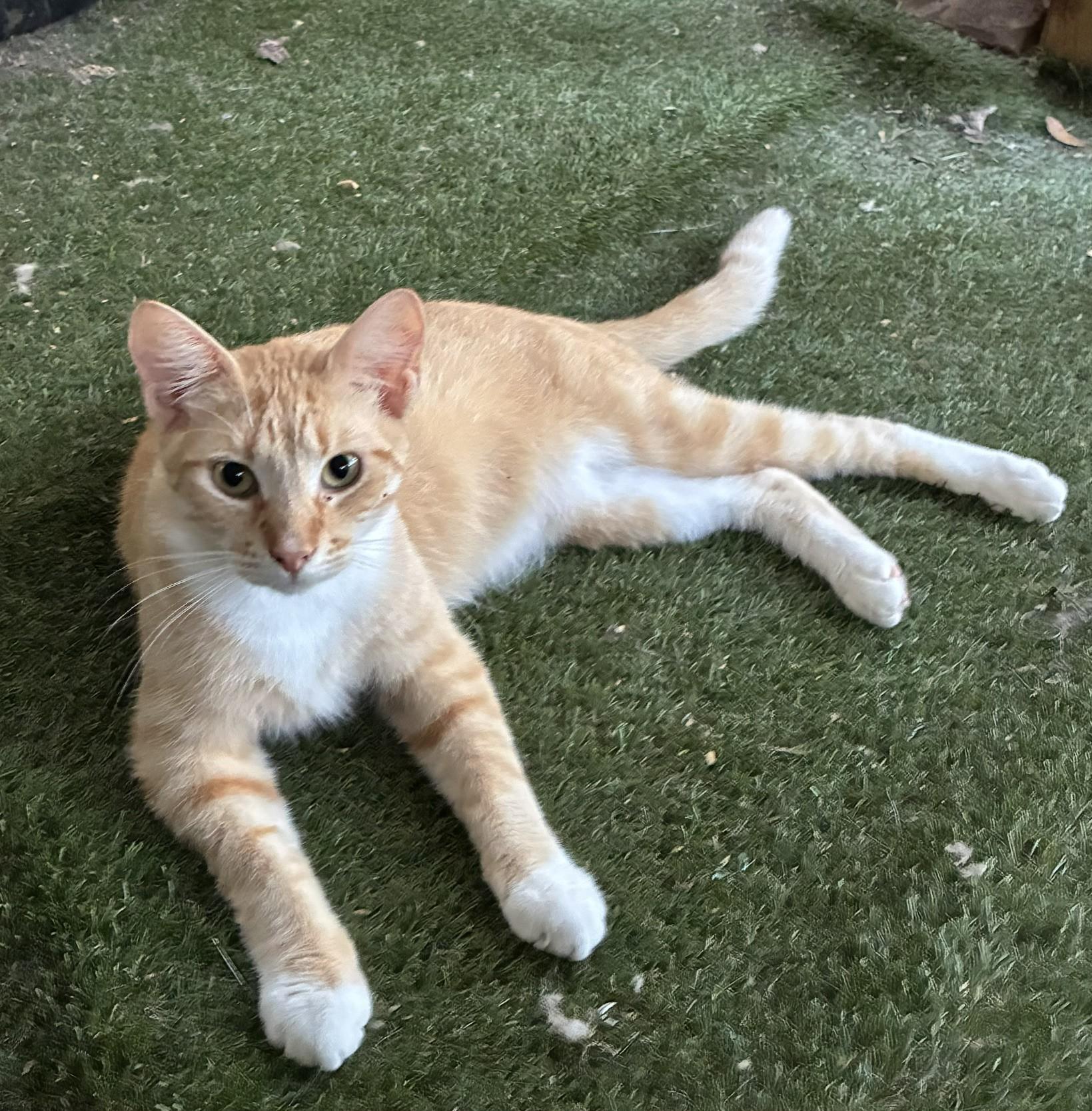 Dorito, Adoptable, Adult Male Domestic Short Hair.