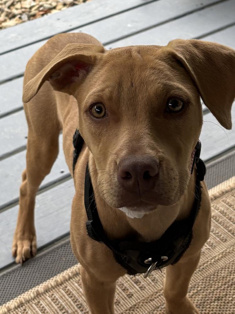 Enlarge Layla, a Adoptable mixed breed in Irwin, PA image 1/4