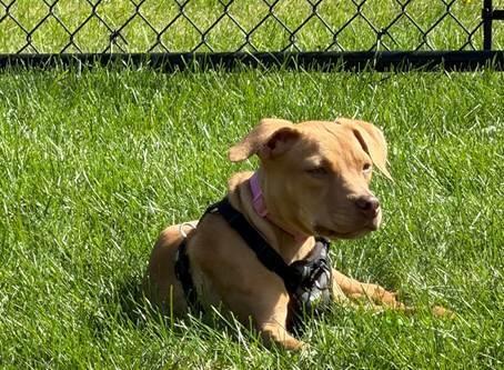 Enlarge Layla, a Adoptable mixed breed in Irwin, PA image 2/4