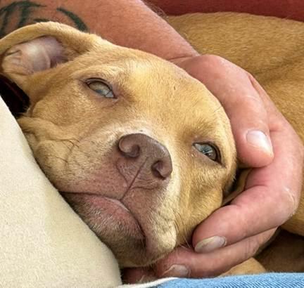 Enlarge Layla, a Adoptable mixed breed in Irwin, PA image 4/4