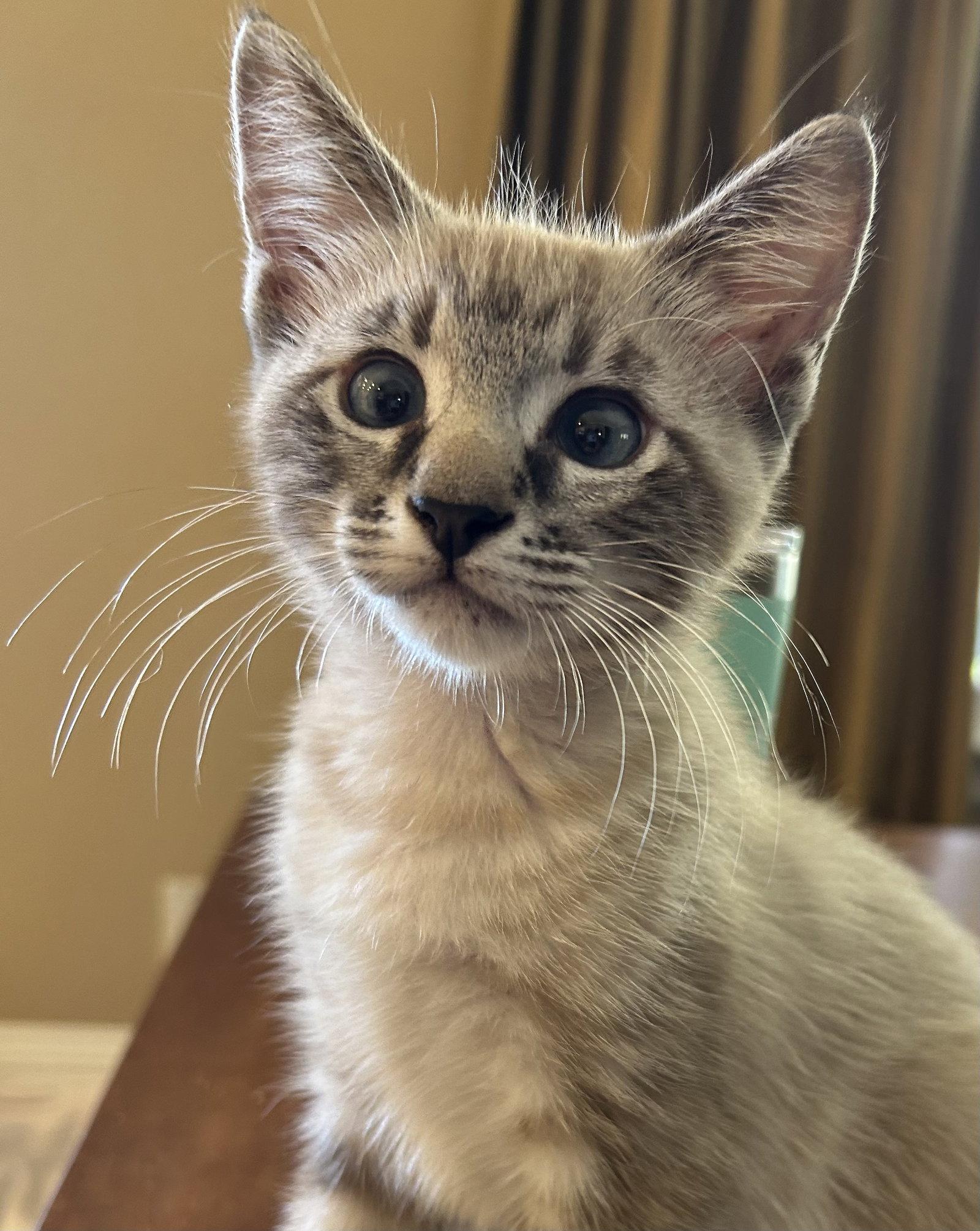 Enlarge Crockett, a Adopted Domestic Short Hair in Mission Viejo, CA image 1/2