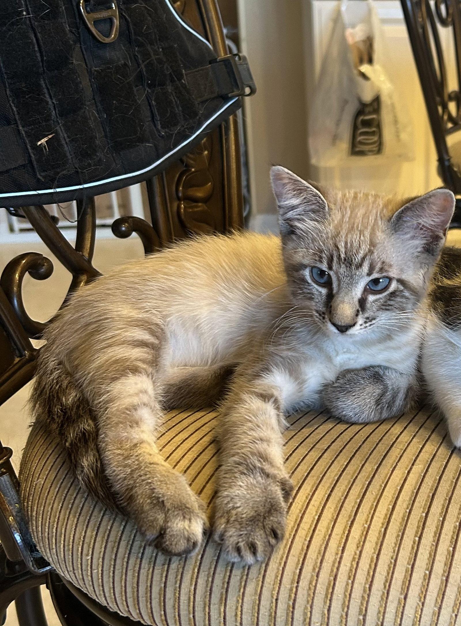 Enlarge Crockett, a Adopted Domestic Short Hair in Mission Viejo, CA image 2/2