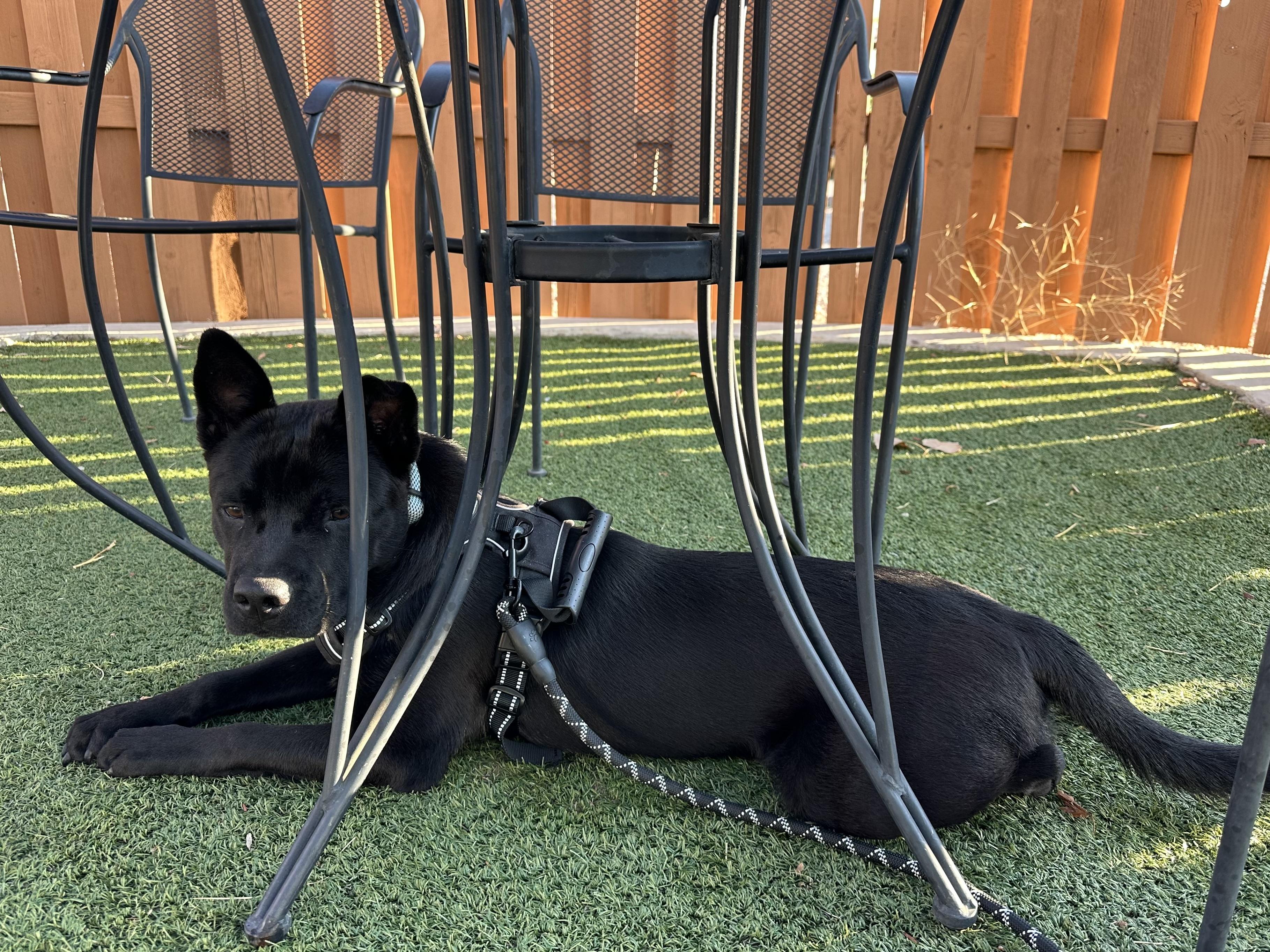 Enlarge Koda, a Adoptable mixed breed in Liberty Hill, TX image 2/5