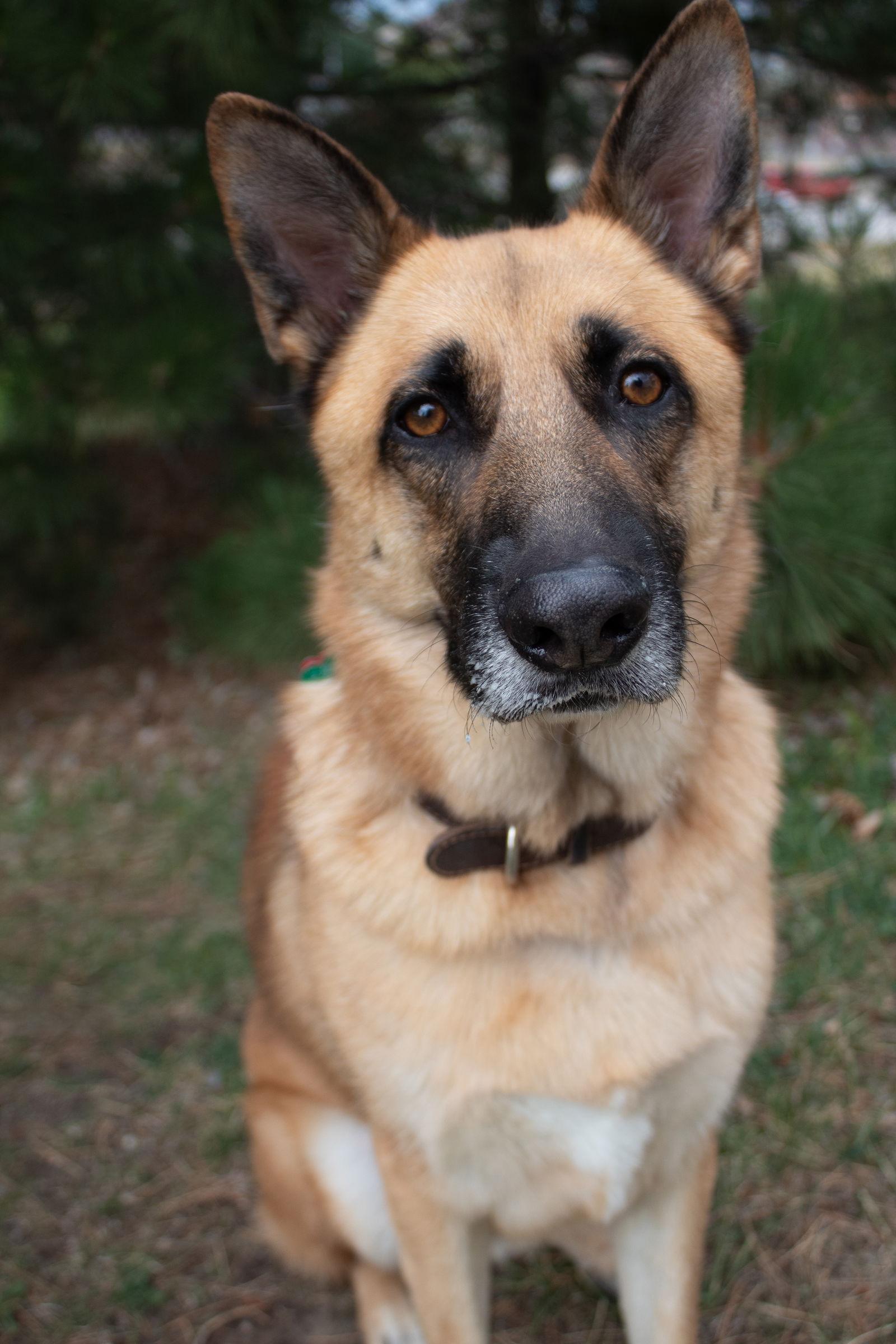 Willie, a Adoptable mixed breed in Lakewood, CO image 1/3