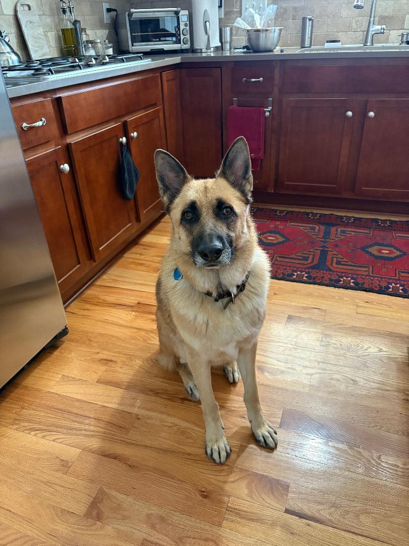 Willie, a Adoptable mixed breed in Lakewood, CO image 2/3