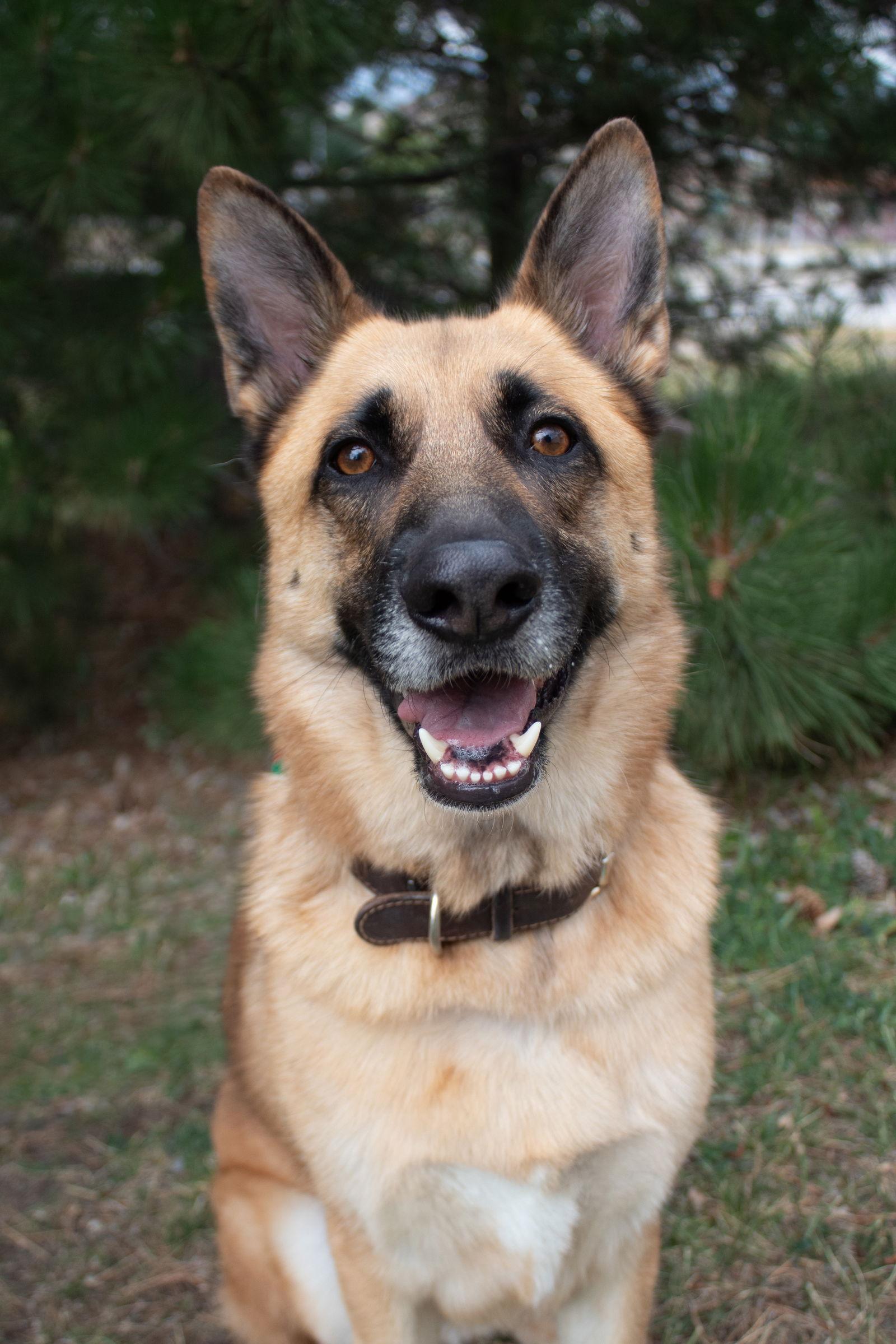 Willie, a Adoptable mixed breed in Lakewood, CO image 3/3