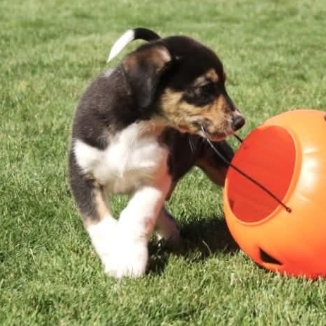 Enlarge Jett, a Adoptable mixed breed in Kentwood, MI image 3/6