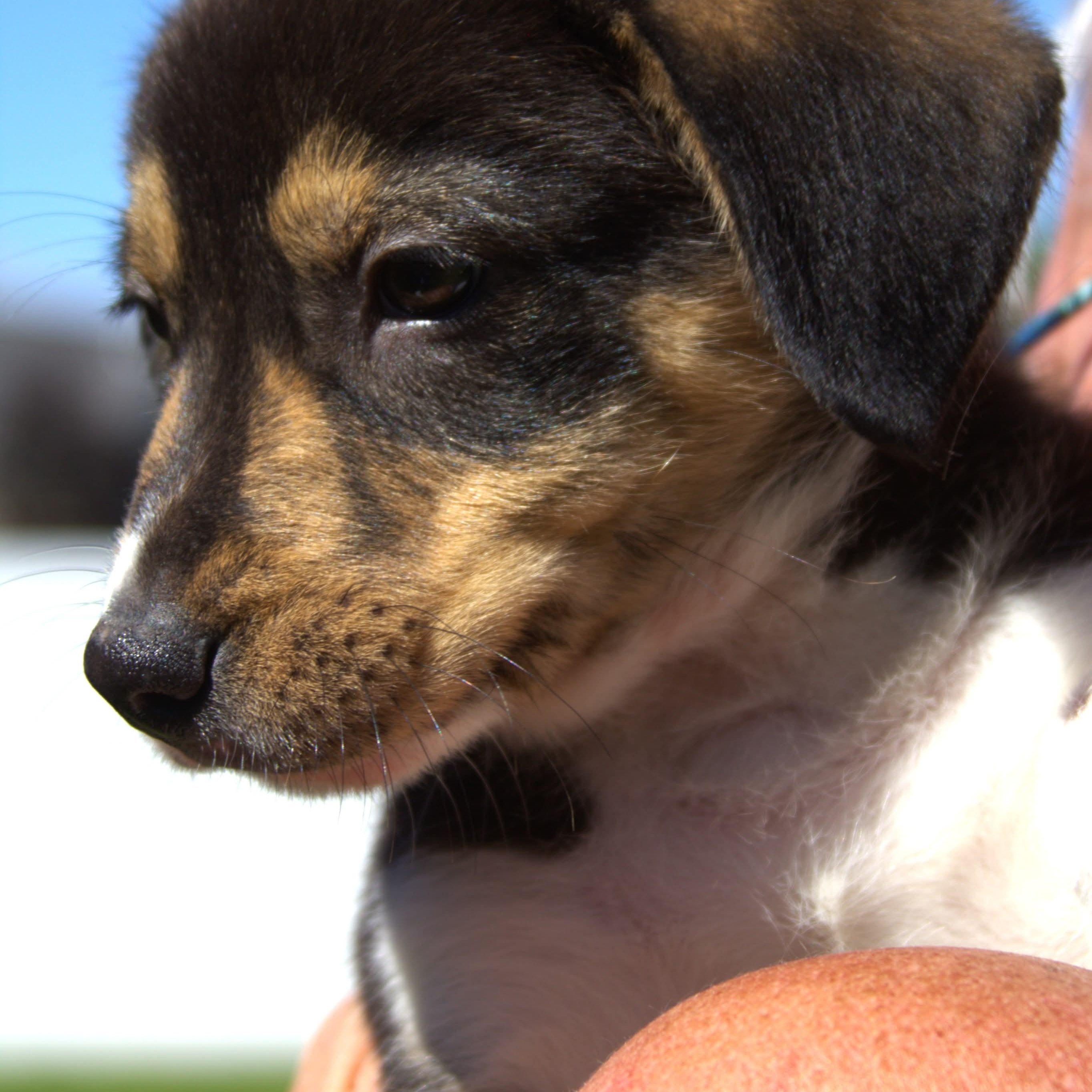 Enlarge Jett, a Adoptable mixed breed in Kentwood, MI image 2/6