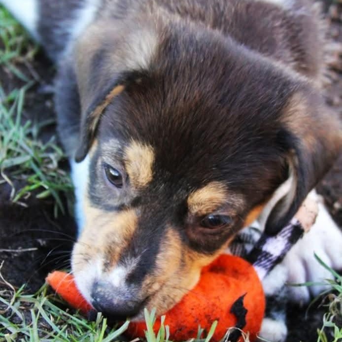 Enlarge Jett, a Adoptable mixed breed in Kentwood, MI image 5/6