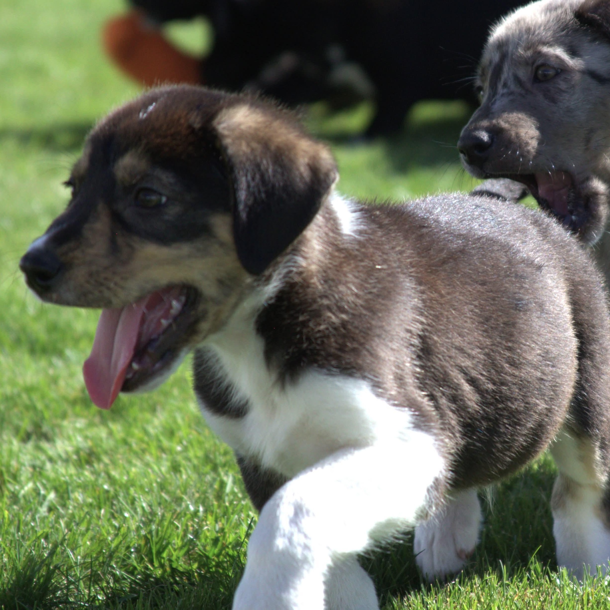 Enlarge Jett, a Adoptable mixed breed in Kentwood, MI image 6/6