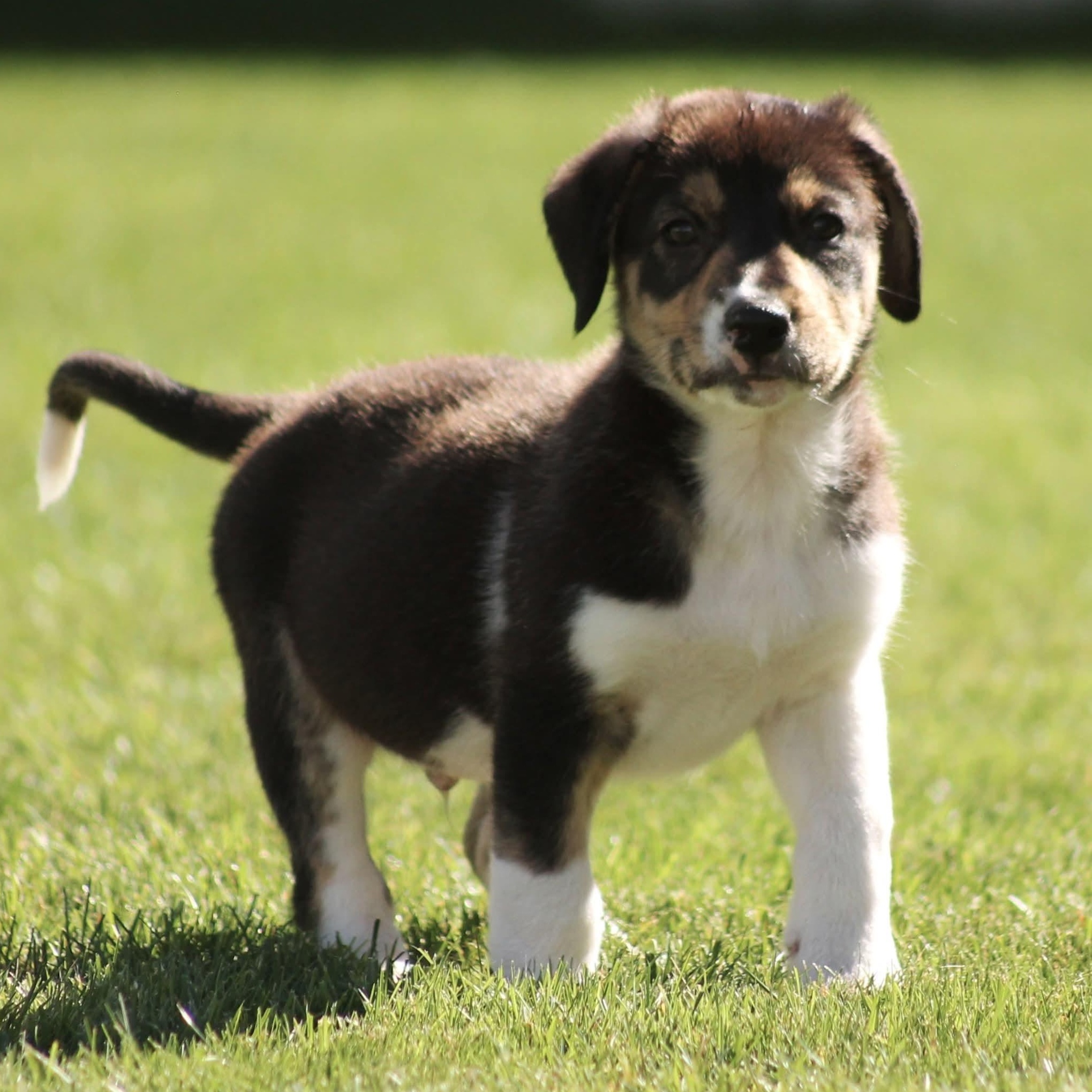 Jett, Adoptable, Puppy Male Australian Shepherd.