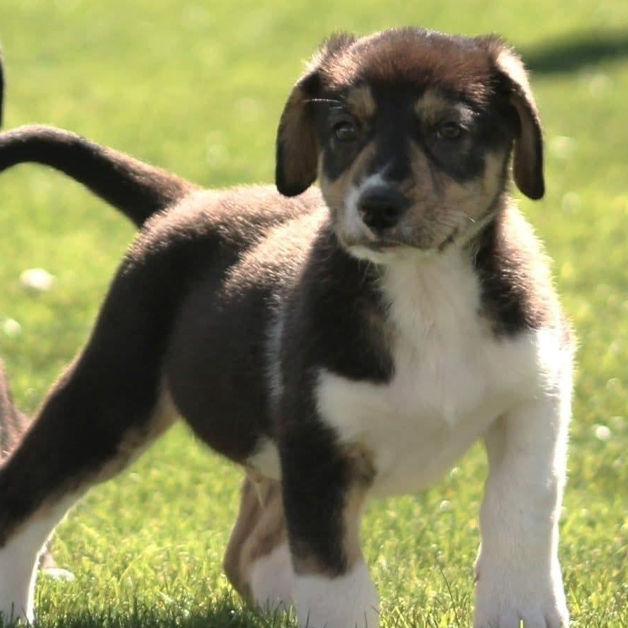 Enlarge Jett, a Adoptable mixed breed in Kentwood, MI image 4/6