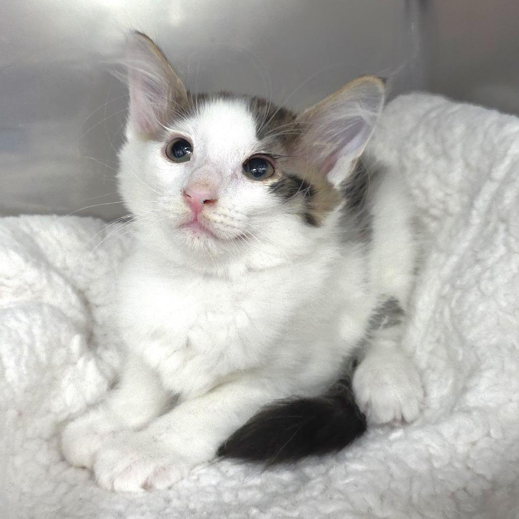Cats & Kittens for Adoption in Michigan City, IN | Petfinder